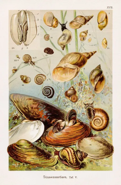 Framed Print : Freshwater Animals Chromolithography 1899 Framed Print : Freshwater Animals Chromolithography 1899
