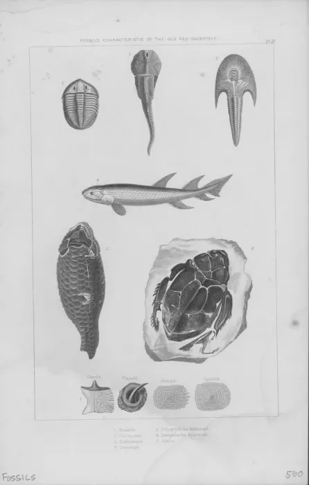 Framed Print : Freshwater Fossils Framed Print : Freshwater Fossils