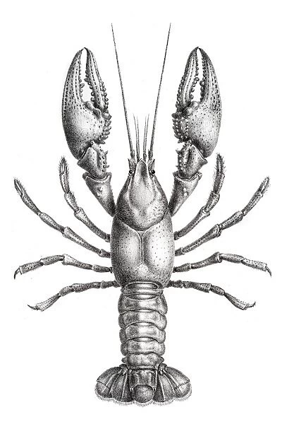 Freshwater lobster engraving 1870