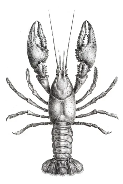 Framed Print : Freshwater lobster engraving 1870