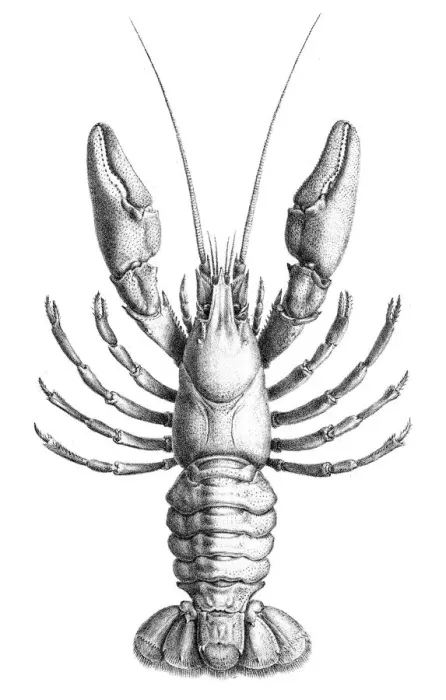 Framed Print : Freswater Lobster engraving 1870 Framed Print : Freswater Lobster engraving 1870
