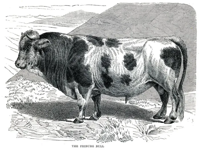 Framed Print : Friburg bull engraving 1896 Framed Print : Friburg bull engraving 1896