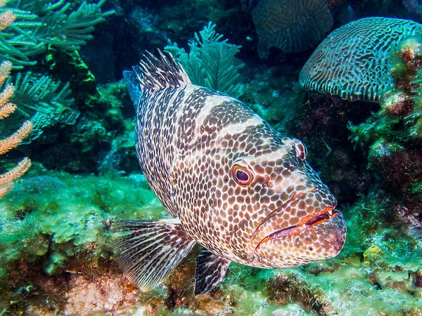 A friendly grouper