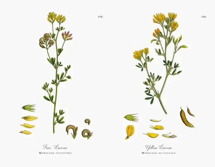 Framed Print : Friesa Lucerne, Medicago sylvestris, Victorian Botanical Illustration, 1863 Framed Print : Friesa Lucerne, Medicago sylvestris, Victorian Botanical Illustration, 1863