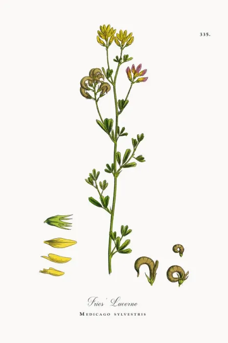 Framed Print : Friesa Lucerne, Medicago sylvestris, Victorian Botanical Illustration, 1863 Framed Print : Friesa Lucerne, Medicago sylvestris, Victorian Botanical Illustration, 1863