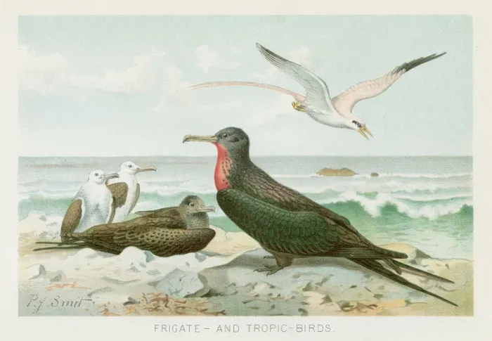 Framed Print : Frigatebird chromolithograph 1896 Framed Print : Frigatebird chromolithograph 1896