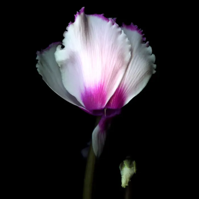 Framed Print : Frilled cyclamen with bud Framed Print : Frilled cyclamen with bud