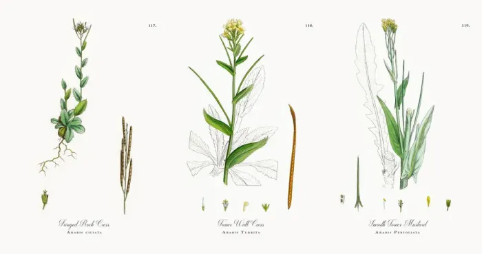 Framed Print : Fringed Rock Cress, Arabis ciliata, Victorian Botanical Illustration, 1863 Framed Print : Fringed Rock Cress, Arabis ciliata, Victorian Botanical Illustration, 1863