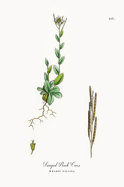 Fringed Rock Cress, Arabis ciliata, Victorian Botanical Illustration, 1863