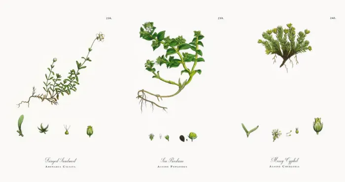 Framed Print : Fringed Sandwort, Arenaria Ciliata, Victorian Botanical Illustration, 1863 Framed Print : Fringed Sandwort, Arenaria Ciliata, Victorian Botanical Illustration, 1863