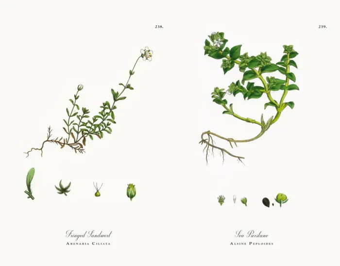 Framed Print : Fringed Sandwort, Arenaria Ciliata, Victorian Botanical Illustration, 1863