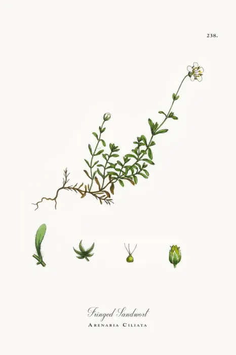 Framed Print : Fringed Sandwort, Arenaria Ciliata, Victorian Botanical Illustration, 1863 Framed Print : Fringed Sandwort, Arenaria Ciliata, Victorian Botanical Illustration, 1863