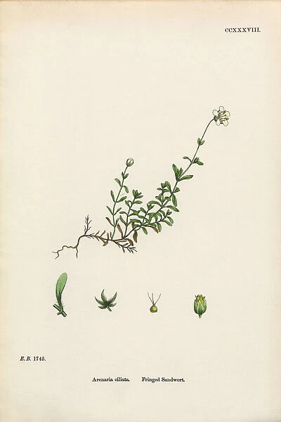 Fringed Sandwort, Arenaria Ciliata, Victorian Botanical Illustration, 1863