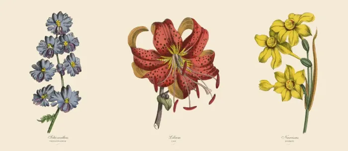 Framed Print : Fringeflower, Lily and Narcissus Plants, Victorian Botanical Illustration Framed Print : Fringeflower, Lily and Narcissus Plants, Victorian Botanical Illustration