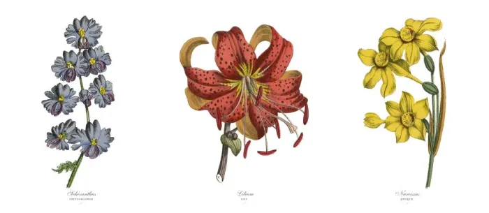 Framed Print : Fringeflower, Lily and Narcissus Plants, Victorian Botanical Illustration Framed Print : Fringeflower, Lily and Narcissus Plants, Victorian Botanical Illustration