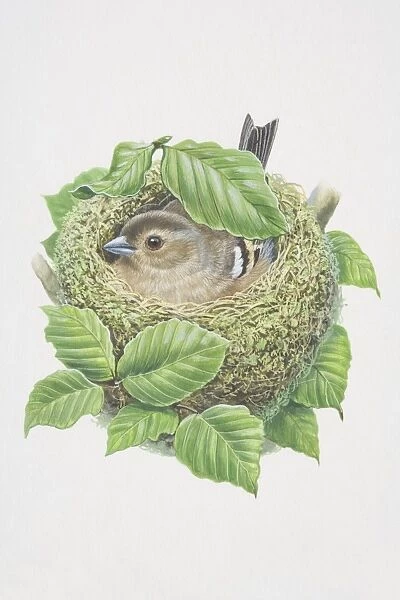 Fringilla coelebs, Chaffinch, illustration of bird with patterned plumage, revealing flash of white on wings and white outer tail feathers, sitting on nest