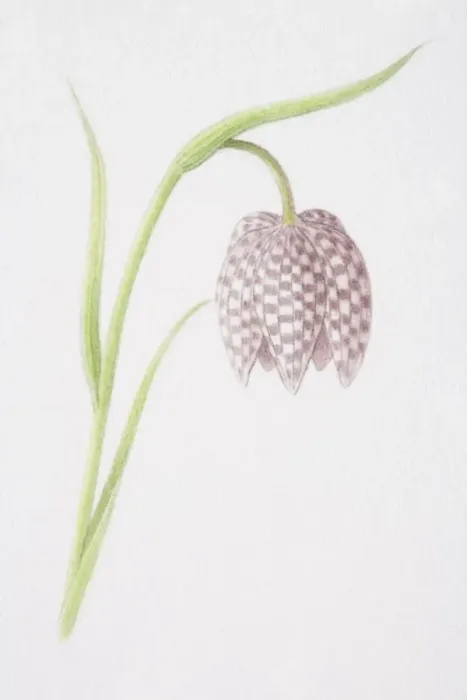 Framed Print : Fritillaria meleagris, Snakes Head Fritillary Framed Print : Fritillaria meleagris, Snakes Head Fritillary