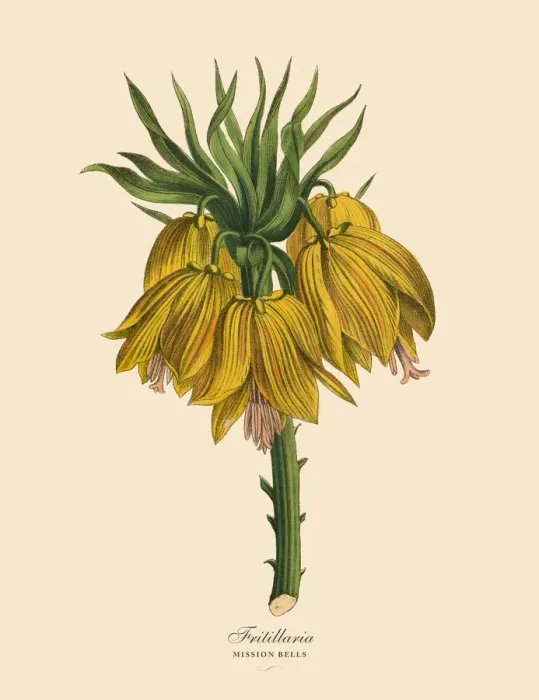 Framed Print : Fritillaria or Mission Bells Plants, Victorian Botanical Illustration Framed Print : Fritillaria or Mission Bells Plants, Victorian Botanical Illustration
