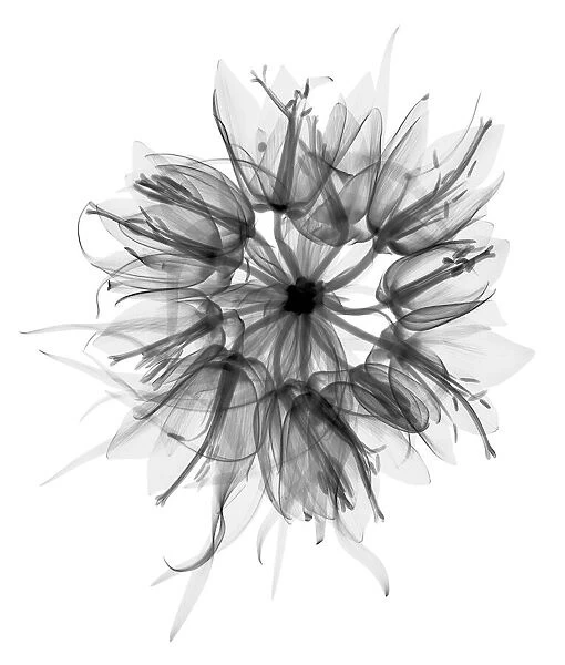 Fritillaria, X-ray