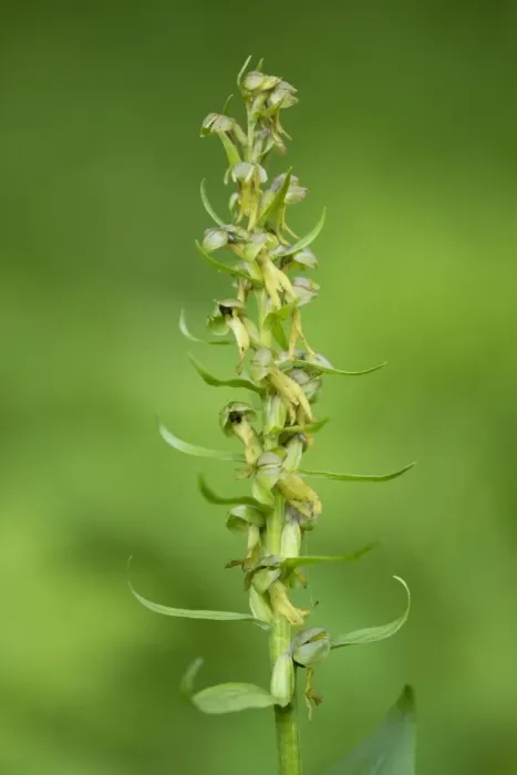 Framed Print : Frog Orchid -Coeloglossum viride-, flower, Thuringia, Germany Framed Print : Frog Orchid -Coeloglossum viride-, flower, Thuringia, Germany