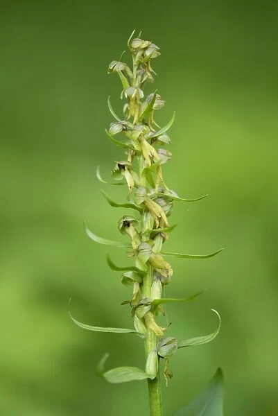 Frog Orchid -Coeloglossum viride-, flower, Thuringia, Germany