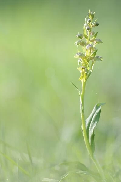 Frog Orchid or Long-Bracted Green Orchid -Coeloglossum viride-