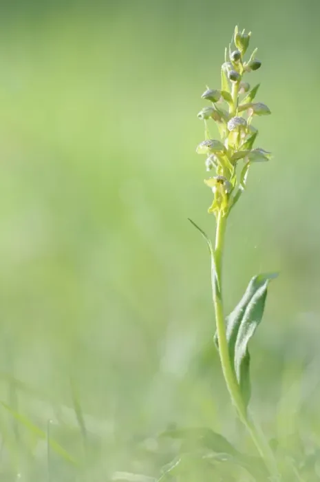 Framed Print : Frog Orchid or Long-Bracted Green Orchid -Coeloglossum viride- Framed Print : Frog Orchid or Long-Bracted Green Orchid -Coeloglossum viride-
