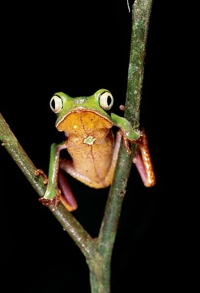 Frog, (Phyllomedusa Vaillanti)