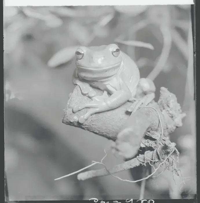 Framed Print : Frog Sitting on Perch Framed Print : Frog Sitting on Perch