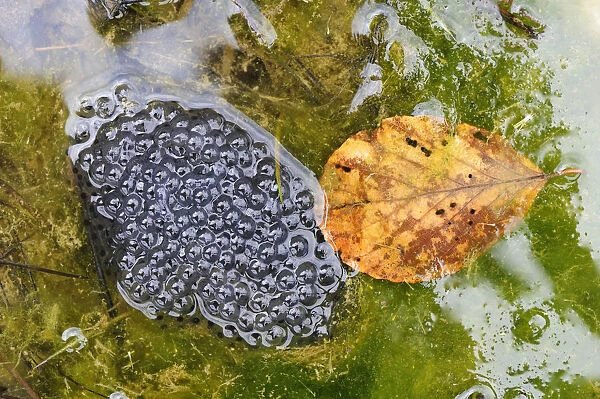 Frog spawn of the Edible Frog -Rana esculenta, Pelophylax kl. Esculentus-