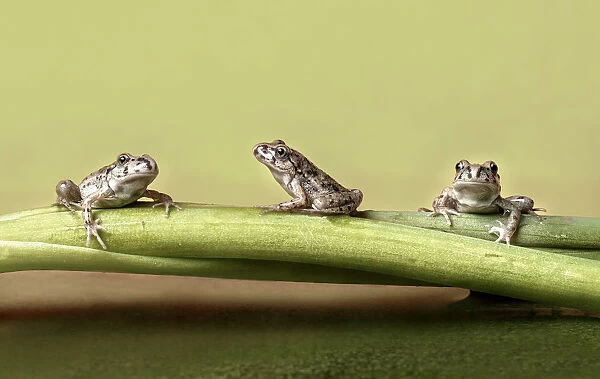 Three frogs on a branch