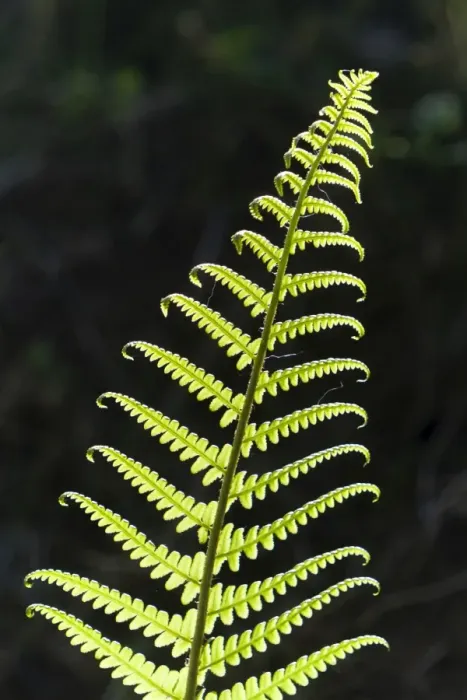 Framed Print : Frond, backlit, Germany Framed Print : Frond, backlit, Germany
