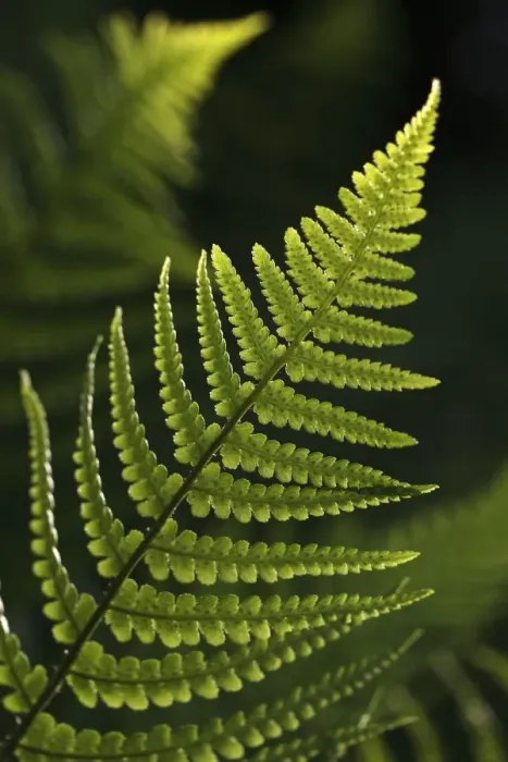 Framed Print : Frond of a fern