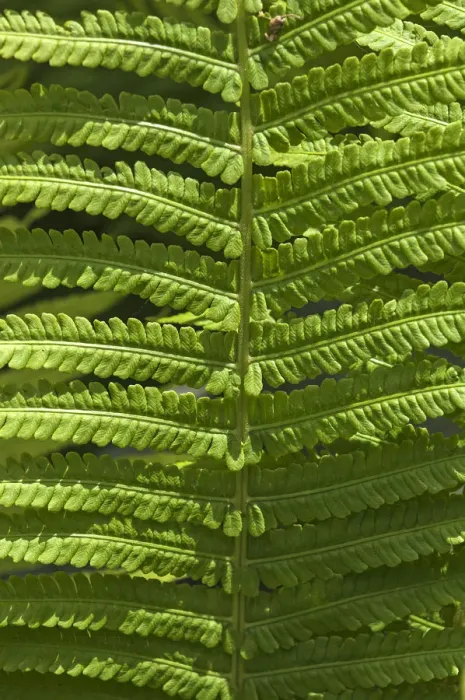 Framed Print : Frond, fern Framed Print : Frond, fern
