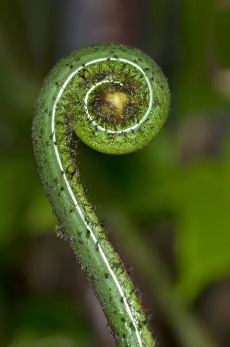 Framed Print : Frond unfurling, Tandayapa region, Andean cloud forest, Ecuador, South America