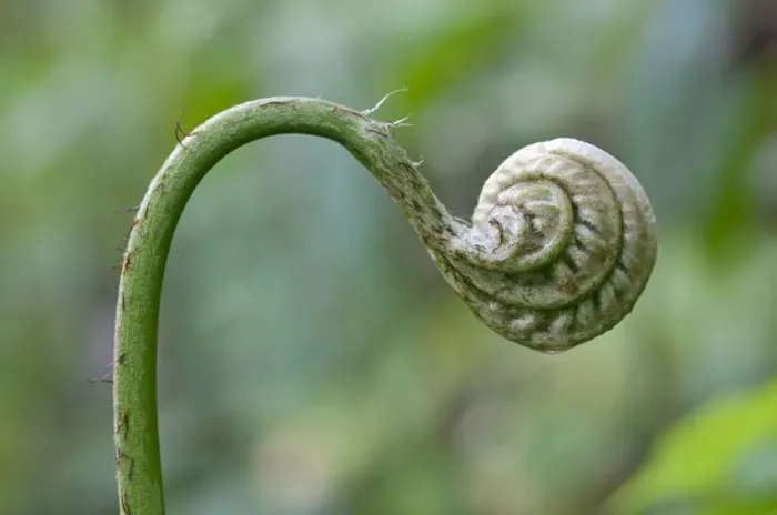 Framed Print : Frond unfurling, Tandayapa region, Andean cloud forest, Ecuador, South America Framed Print : Frond unfurling, Tandayapa region, Andean cloud forest, Ecuador, South America