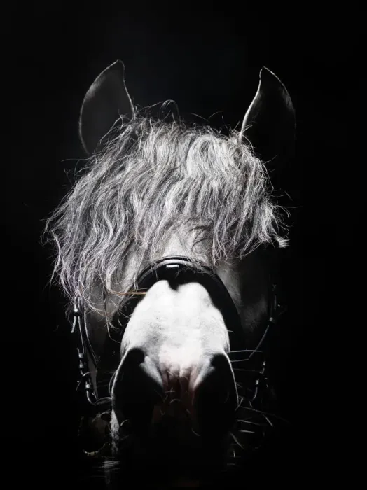 Framed Print : Frontal head portrait of grey horse