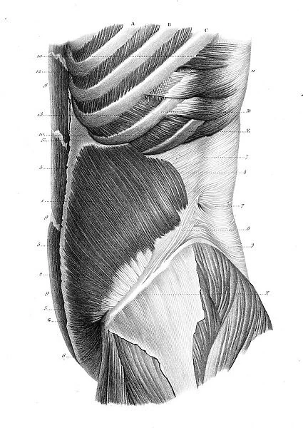 Frontal trunk anatomy engraving 1866