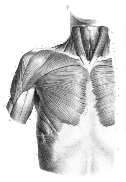 Framed Print : Frontal trunk anatomy engraving 1866 Framed Print : Frontal trunk anatomy engraving 1866