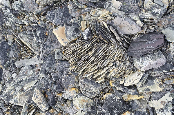 Frost damaged rocks in the Arctic ice desert, Zorgdragerfjord, Prins Oscars Land, Nordaustlandet, Svalbard Archipelago, Svalbard and Jan Mayen, Norway