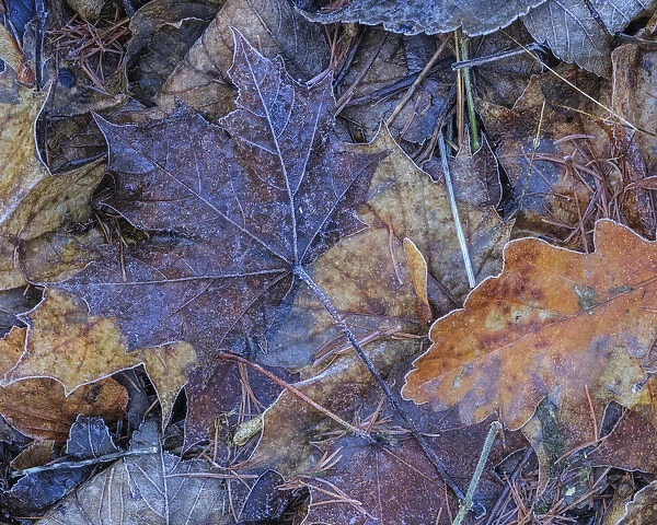 Frosted Autumn leaves on the ground