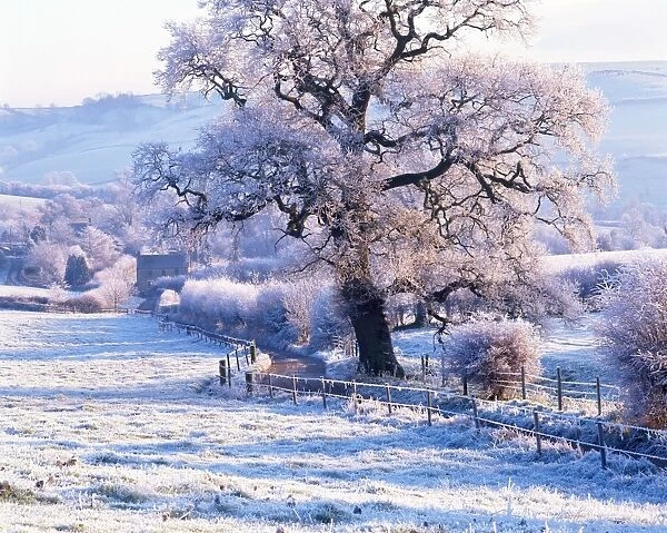 Frosted trees near Bath, England, UK