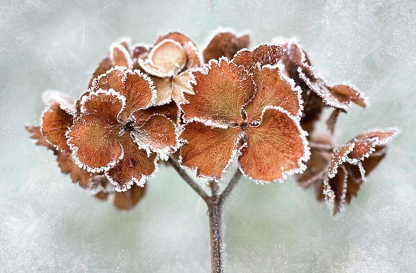 Frosty hydrangea