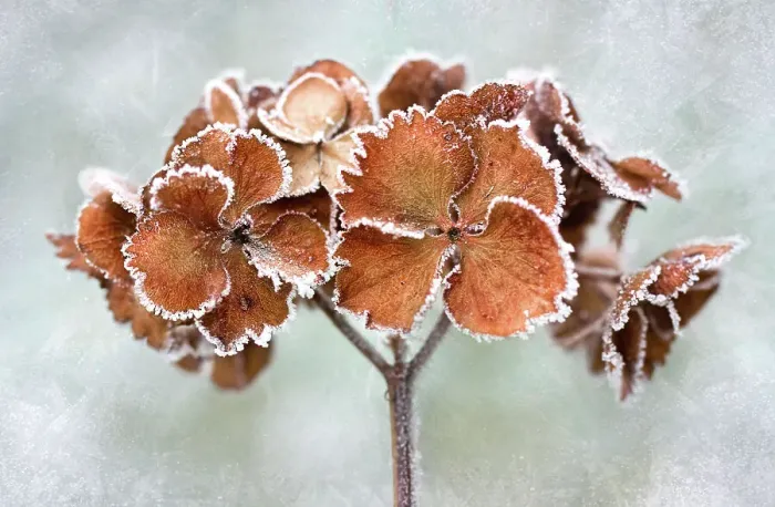 Framed Print : Frosty hydrangea Framed Print : Frosty hydrangea