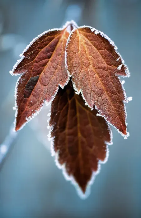 Framed Print : Frosty leaves
