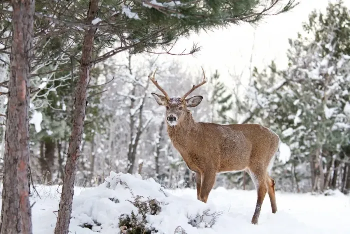 Framed Print : Frosty Morning Deer Framed Print : Frosty Morning Deer