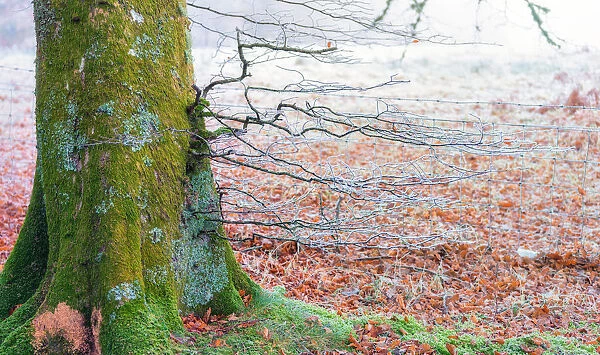 Frosty Mossy Colorful Tree Trunk