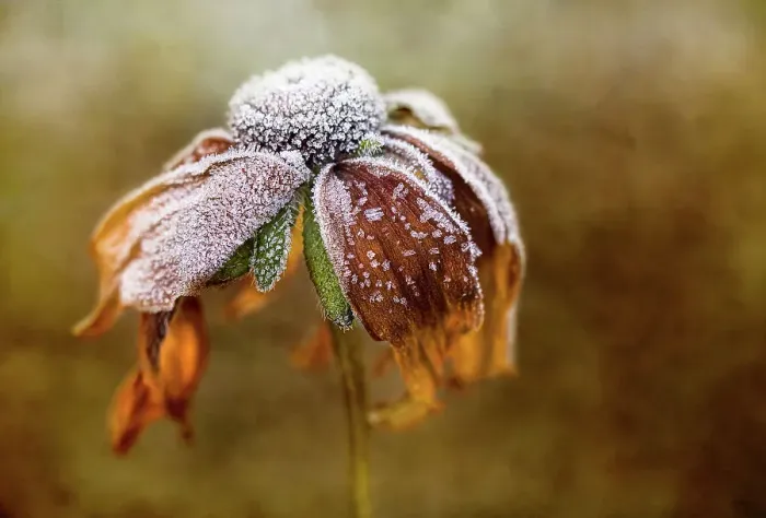 Framed Print : Frosty Rudbeckia Framed Print : Frosty Rudbeckia