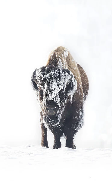 Frozen. A lone male bison stands in Yellowstones frozen landscape during a -25 degree day