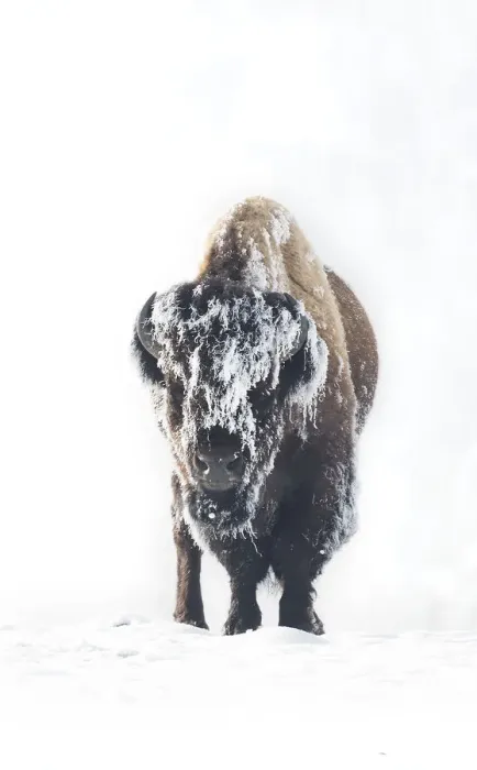 Framed Print : Frozen. A lone male bison stands in Yellowstones frozen landscape during a -25 degree day